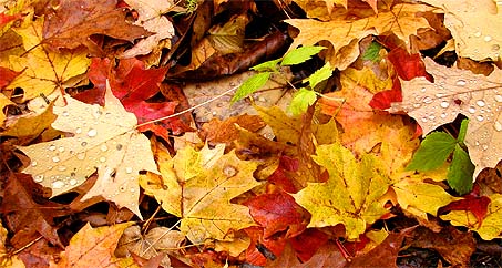 Herfst, herfst, wat heb je te koop?