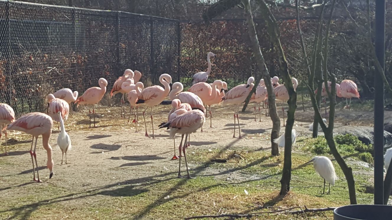 Start thema ‘de dierentuin’ in Hoenderdaell!