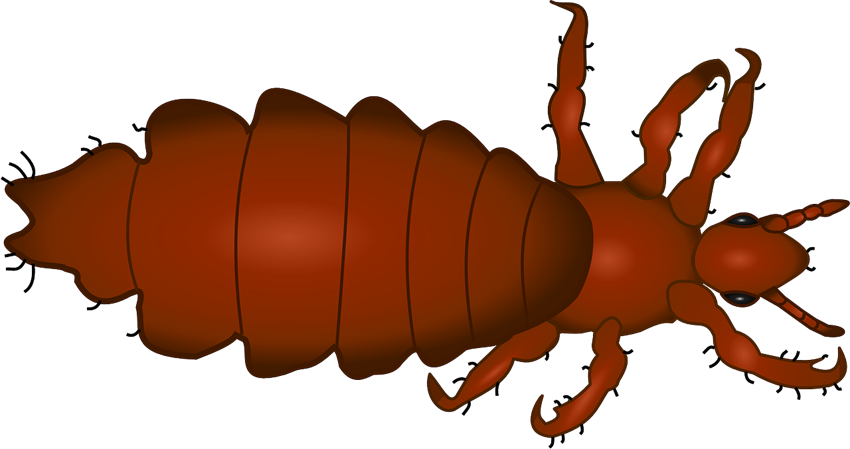 louse-158325_1280