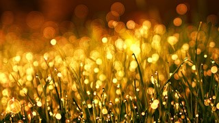 grass-3375344_1920