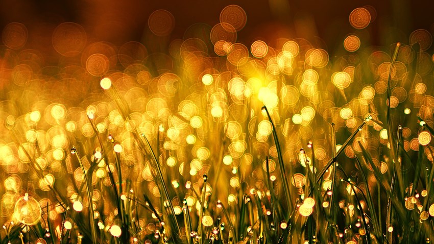 grass-3375344_1920
