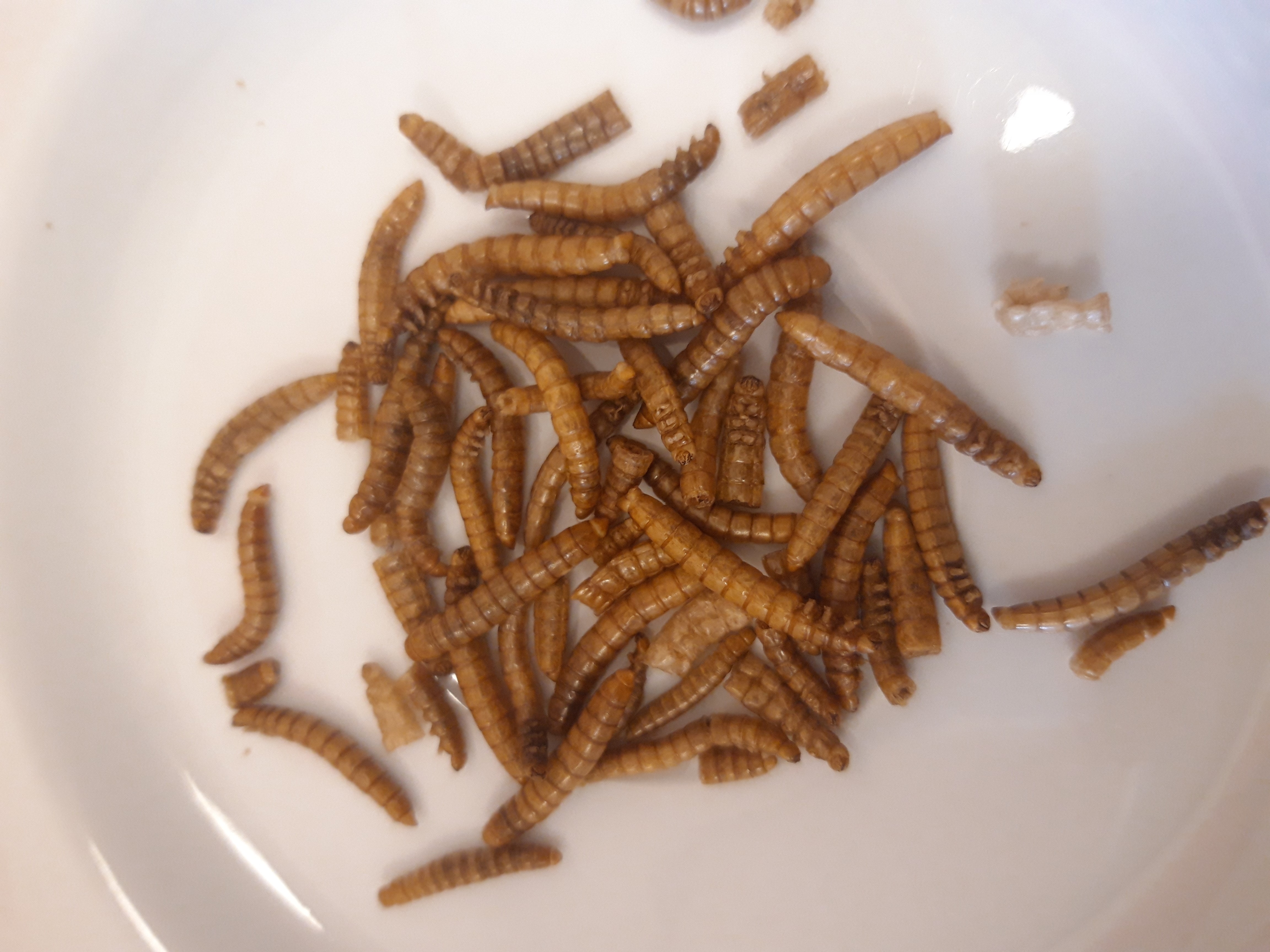 Insecten eten in groep 5/6